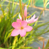 Hesperantha coccinea 'Wilfred H. Bryant'